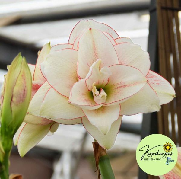 Amaryllis